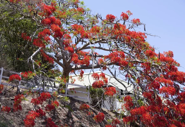 The red color tree in blossom in Noumea, the capital of New Caledonia.