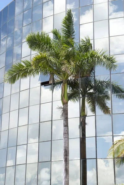 The palm tree next to glass covered modern building in Belize City (Belize).