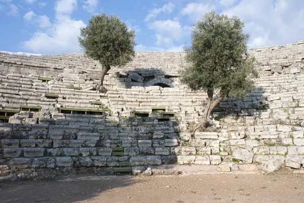Bäume Wachsen Auf Den Ruinen Des Amphitheaters Der Antiken Stadt — Stockfoto