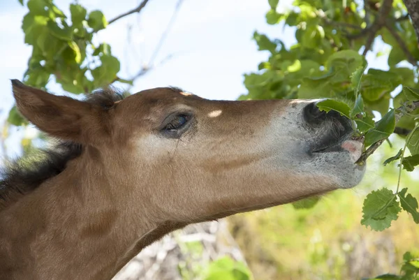 Close View Foal Eating Tree Leaves Grand Turk Island Turks — Stock Photo, Image