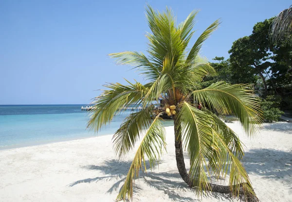 Leaning Little Palm Tree Growing Empty Roatan Island Beach Honduras — Stock Photo, Image