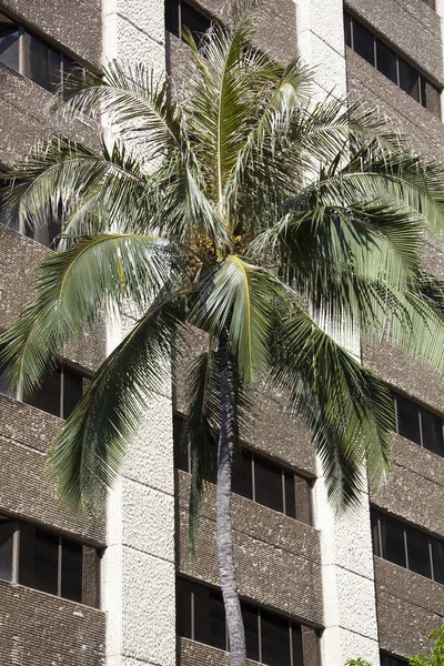 在檀香山市中心 夏威夷 的现代建筑旁边生长的棕榈树 — 图库照片