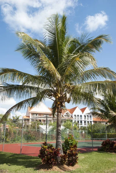 网球场旁的棕榈树 — 图库照片