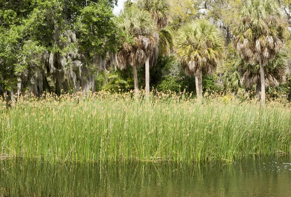 Reeds And Palm Trees In Sarasota — Stock Photo, Image