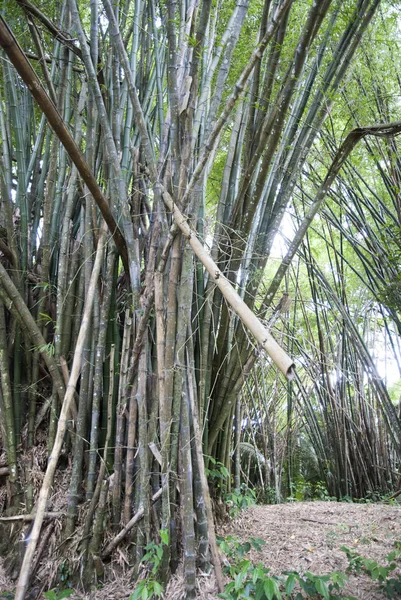 Bambus lesie w Belize — Zdjęcie stockowe