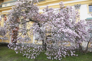 Varşova'da Bahar Çiçeği