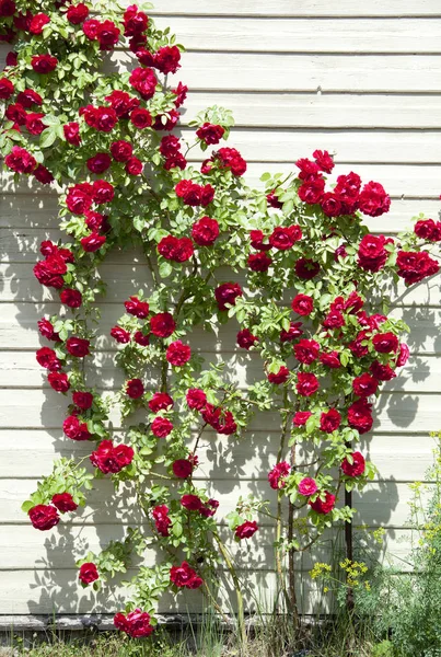 Rode rozen door het huis — Stockfoto