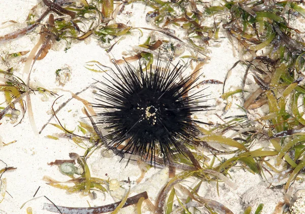 Płytkie wody Sea urchin — Zdjęcie stockowe