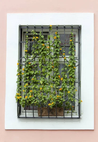 Das Fenster mit Gittern und Blumen — Stockfoto