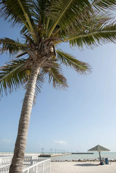 Key West Town Palm Tree — Stockfoto