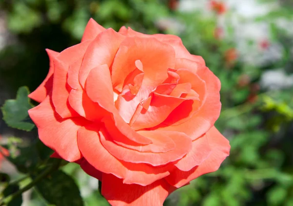 Vista Cercana Una Rosa Rosada Jardín Soleado Día Verano Lituania — Foto de Stock