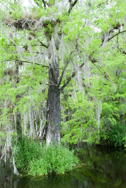 Egzotyczne Drzewo Otoczone Wodą Parku Narodowym Everglades Floryda — Zdjęcie stockowe
