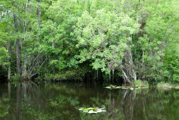 Águas Calmas Com Reflexos Dentro Parque Nacional Everglades Flórida — Fotografia de Stock