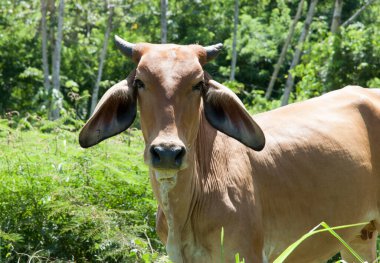 Uzun kulaklı egzotik inek Roatan adasında (Honduras)