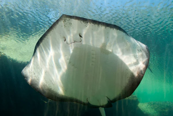 Vue Rapprochée Une Raie Baignade Bas Nassau Bahamas — Photo