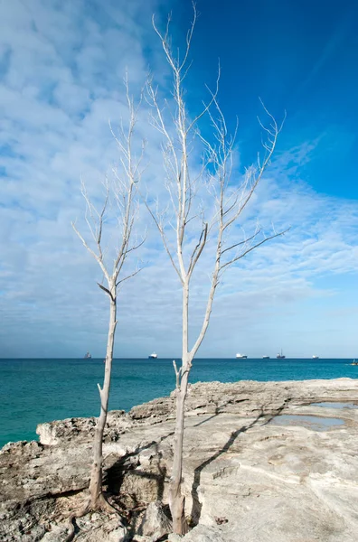 View Dry Dead Trees Grand Bahama Island Eroded Coastline Cargo — Stock Photo, Image