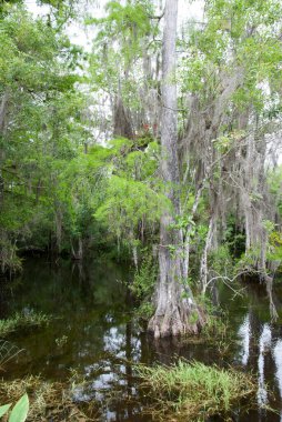 Everglades Ulusal Parkı 'nda tropikal ağaçların olduğu sulak arazi (Florida).