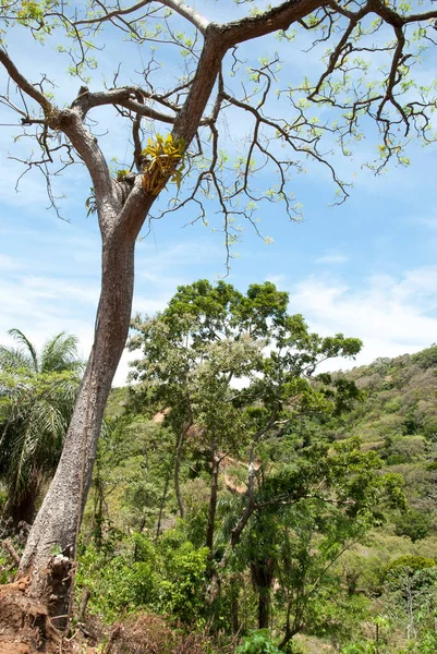 Vue Sur Arbre Paysage Rural Île Roatan Arrière Plan Honduras — Photo