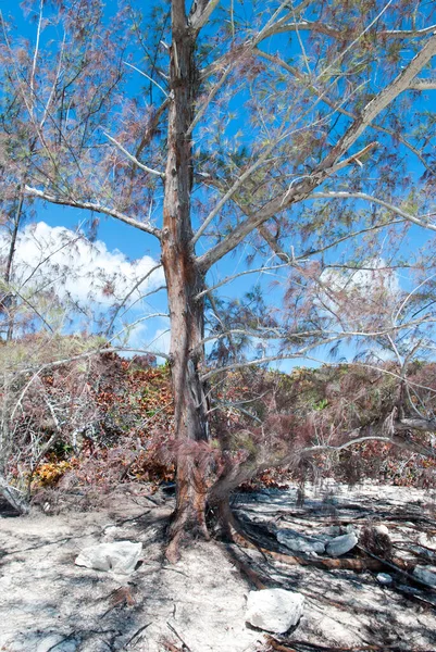 Suche Drzewo Half Moon Cay Bezludnej Wyspie Morzu Karaibskim Bahamy — Zdjęcie stockowe