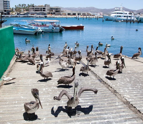 Duża Grupa Pelikanów Molo Kurorcie Cabo San Lucas Meksyk — Zdjęcie stockowe