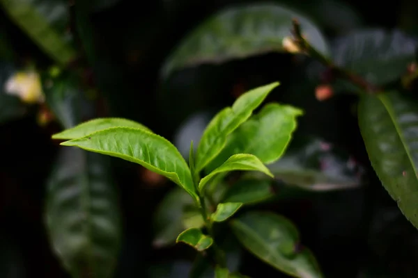 Krzewy drzewa herbacianego — Zdjęcie stockowe