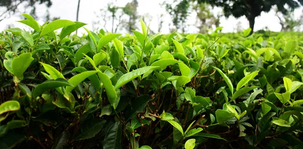 Çay ağacı çalıları — Stok fotoğraf