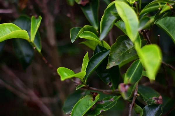 Tea tree bushes