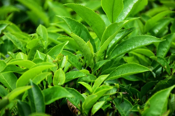 Tea tree bushes