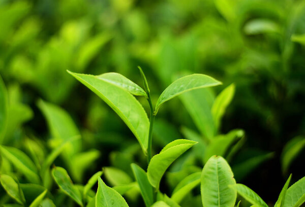 green fresh natural Isolated Tea bud on tea field