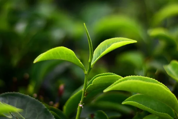 Натуральный свежий чайный бутон на чайном поле — стоковое фото
