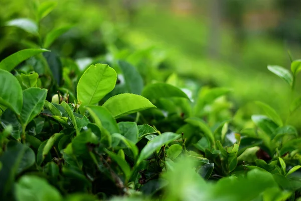 Кусты чайных деревьев — стоковое фото