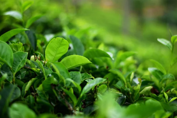 Tea tree bushes