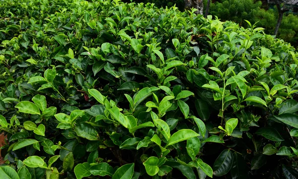 Çay Ağacı Alanında Yeşil Taze Çay Ağacı Çalı Günlük Kesilmiş — Stok fotoğraf