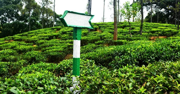 direction board in tea field