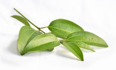 yeşil taze tarçın yaprakları