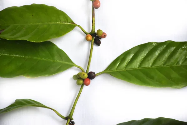 green coffee branch with coffee beans