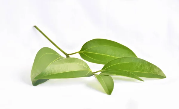 Πράσινα φύλλα κανέλας — Φωτογραφία Αρχείου