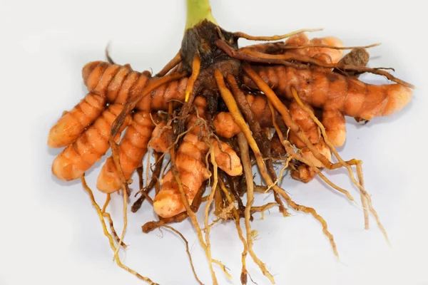 Yellow turmeric roots — Stock Photo, Image