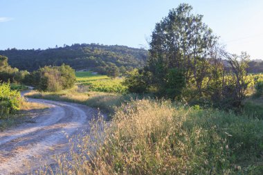 Yazın güzel doğası Provence, Fransa.
