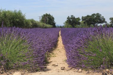 Yazın güzel doğası Provence, Fransa.