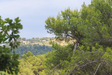 Yazın güzel doğası Provence, Fransa.