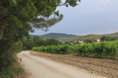 Yazın güzel doğası Provence, Fransa.