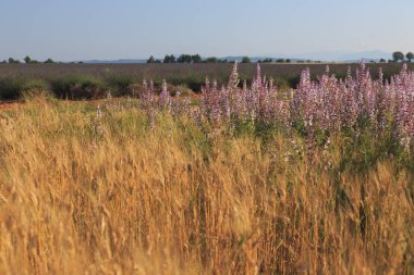 Yazın güzel doğası Provence, Fransa.
