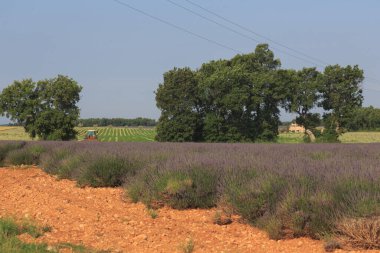 Yazın güzel doğası Provence, Fransa.