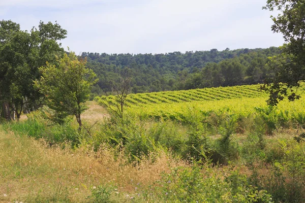 Bella Natura Dell Estate Provenza Francia — Foto Stock