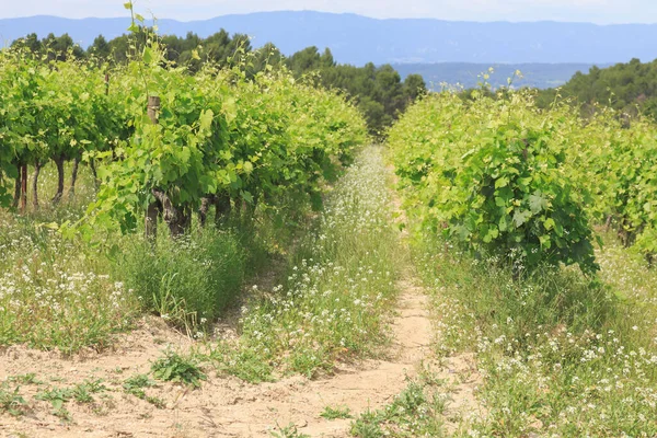 Hermosa Naturaleza Provenza Verano Francia — Foto de Stock