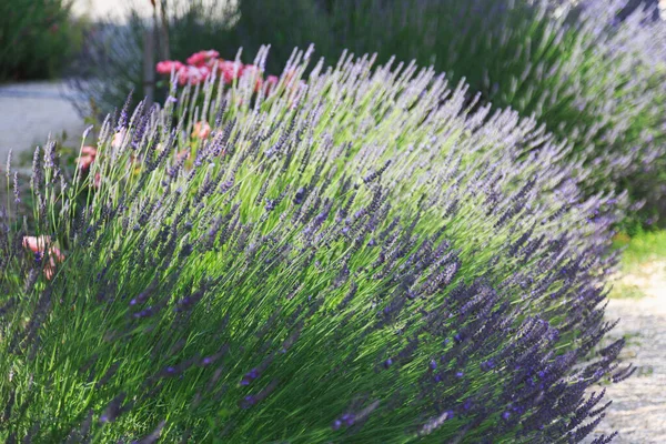 Krásná Příroda Léta Provence Francie — Stock fotografie