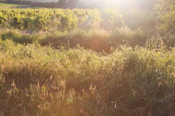 夏の美しい自然 プロヴァンス フランス — ストック写真