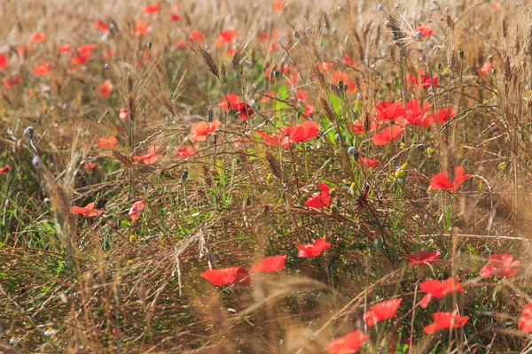 Beautiful nature of summer Provence, France.