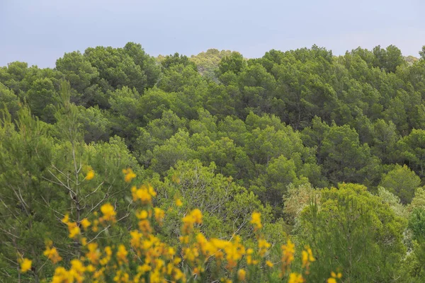 Beautiful nature of summer Provence, France.